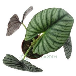 Alocasia nebula Imperialis