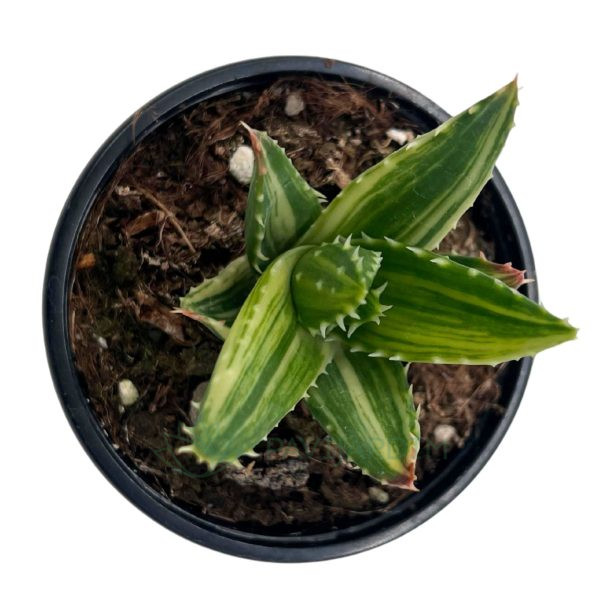 Aloe Mitriformis Variegata Aloe Mitriformis Variegata