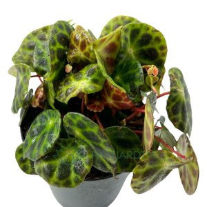 Begonia Kingiana