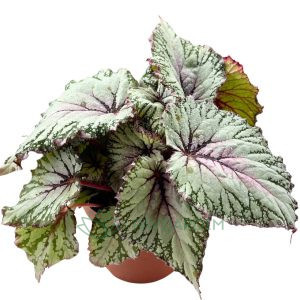 Begonia Rex Tundra