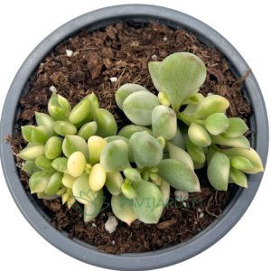 Cotyledon pendens Variegata
