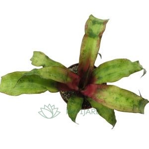 Cryptanthus