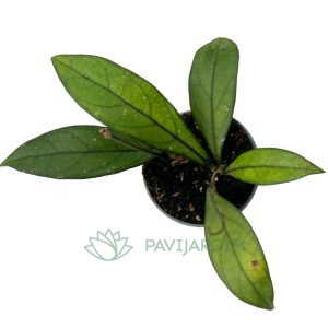 Hoya crassiopetiolata