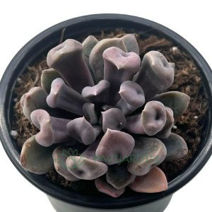 Echeveria Cupido