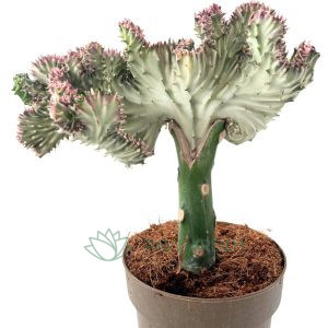 Euphorbia Láctea Variegata Cristata Enxerto