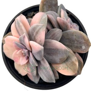 Graptopetalum Superbum Variegata Double