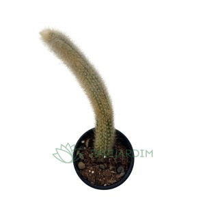 Hildewintera Colademononis Variegata