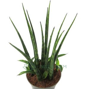 Sanseviera Fernwood