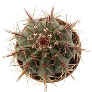 Melocactus bahiensis (Coroa de Frade)
