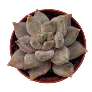 Pachyveria Krakatoa