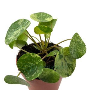Pilea Variegata Mojito