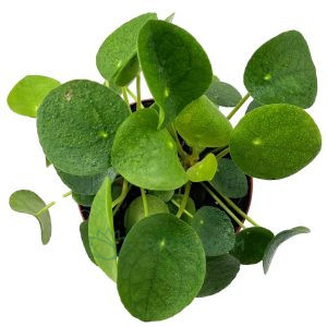 Pilea peperomioides