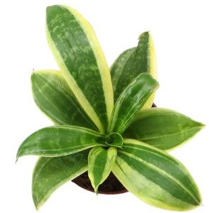 Sanseviera trifasciata silver star