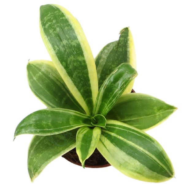 Sanseviera trifasciata silver star Sanseviera trifasciata silver star