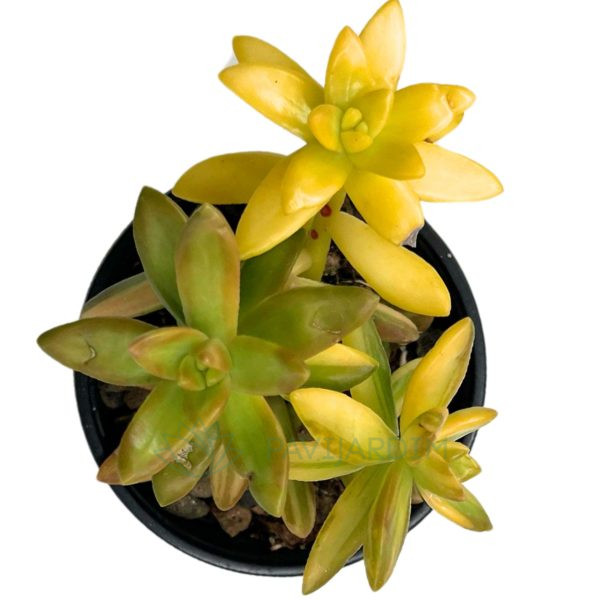 Sedum Nussbaumerianum variegata Sedum Nussbaumerianum variegata
