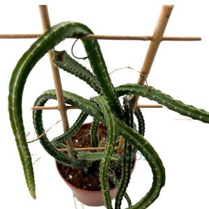 Selenicereus setaceus