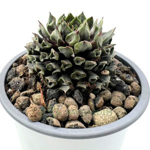 Sempervivum Moby Dick