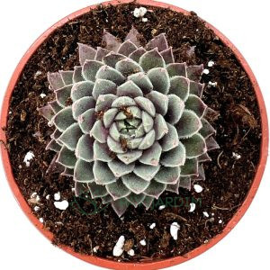 Sempervivum Soft Line