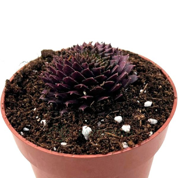 Sempervivum bedivere Sempervivum bedivere