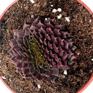 Sempervivum bedivere