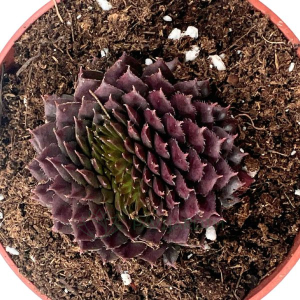 Sempervivum bedivere Sempervivum bedivere