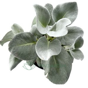 Senecio Angel Wings