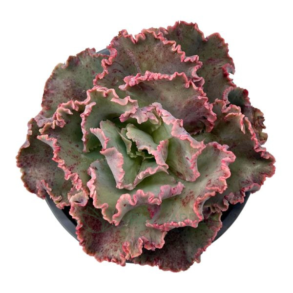 Echeveria Shavianna Giant Híbrida Echeveria Shavianna Giant Híbrida