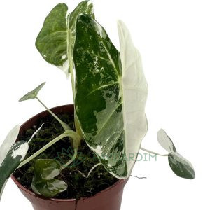 Syngonium Albo Variegata