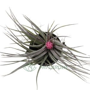 Tillandsia Aérea