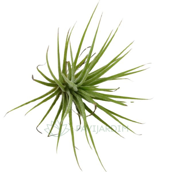 Tillandsia ionantha Tillandsia ionantha