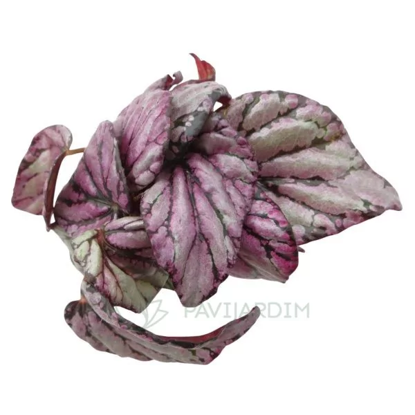 Begonia red jive Begonia red jive