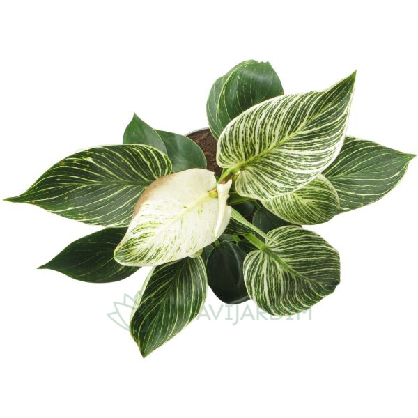 brasil pothos Philodendron Brasil | Houseplants