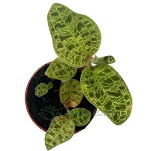 Ludisia discolor (Orquídea Joia)