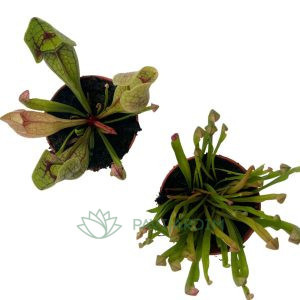 Packs duplos Sarracenia