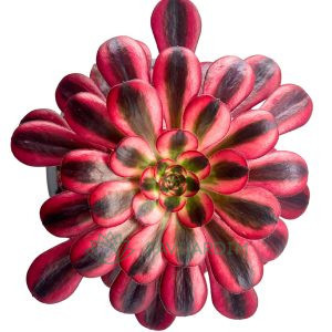 Aeonium Channel