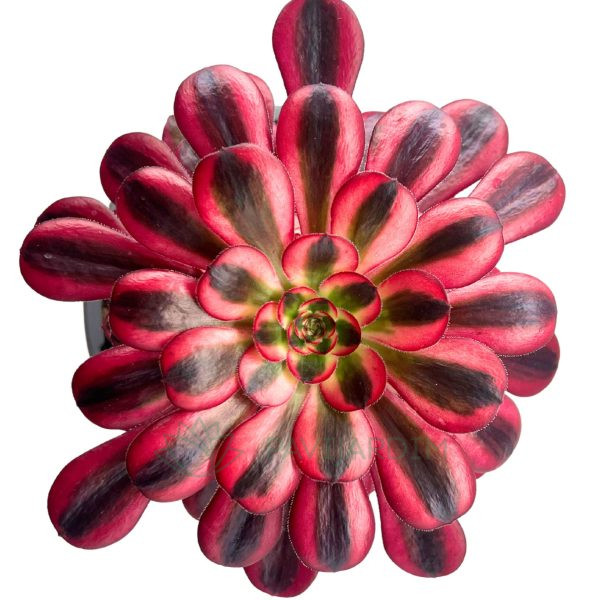 Aeonium Channel Aeonium Channel