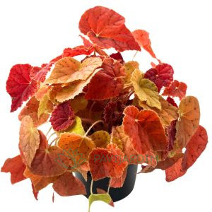 Begonia Autumn Ember