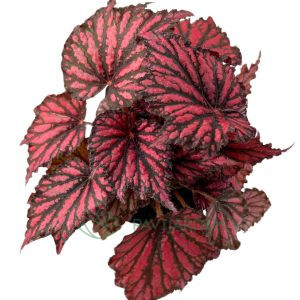 Begonia Black Red