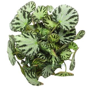 Begonia Silver Jewels