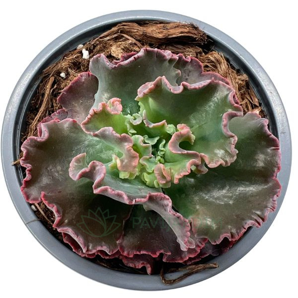 Echeveria Speed Bumps Echeveria Speed Bumps