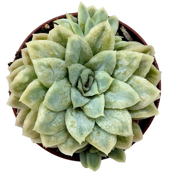 Echeveria Elegans Monstruosa Echeveria Elegans Monstruosa