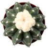 Melocactus Maxonii