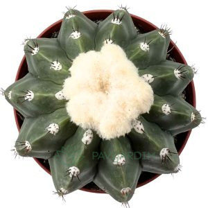Melocactus Maxonii