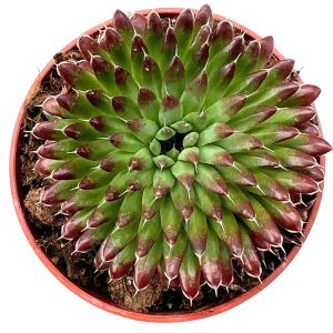 Orostachys spinosa 'Rot'