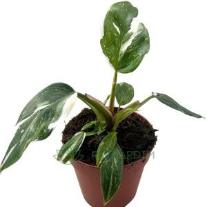 Philodendron white princess