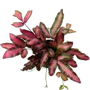 Pteris cretica Albolineata Roze