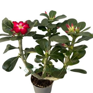 Rosa do Deserto (Adenium obesum)