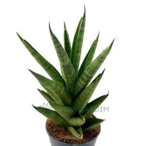 Sansevieria Star Shooter