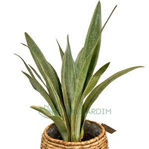 Sanseviera aubrytiana Metallica