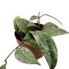 Hoya Silver